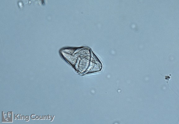 Photo of Gymnodinium gracile